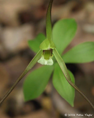 Isotria verticillata