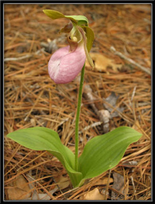 Cypripedium acaule