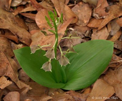 Liparis liliifolia