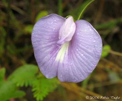 Centrosema virginianum
