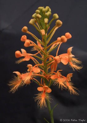 Platanthera ciliaris