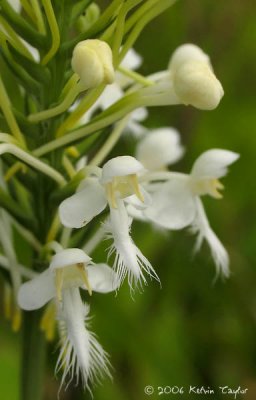 Platanthera blephariglottis