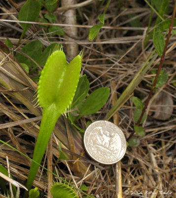 Dionaea muscipula