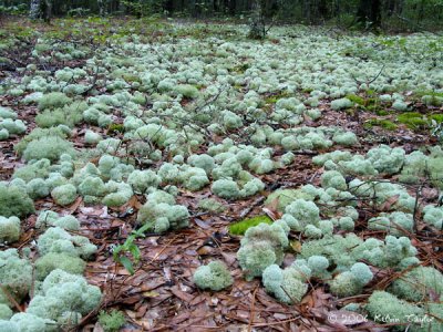 Lichen covering the ground