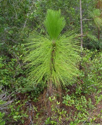 Pinus palustris