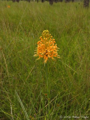 Platanthera cristata