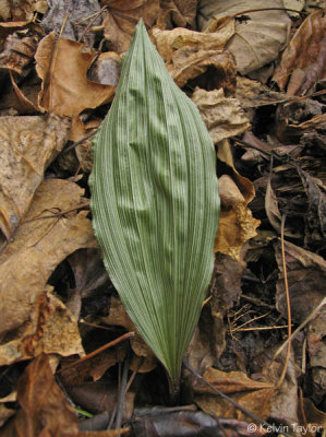 Aplectrum hyemale leaf