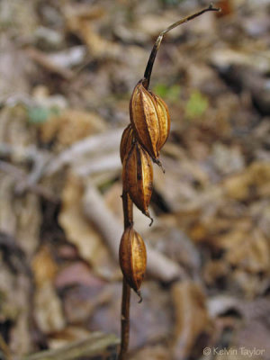 Aplectrum hyemale seedpods