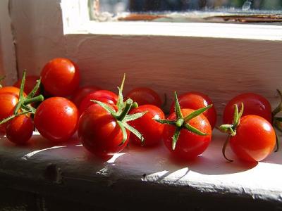 First Tomato Crop