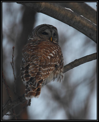 Barred owl