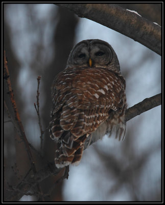 Barred owl