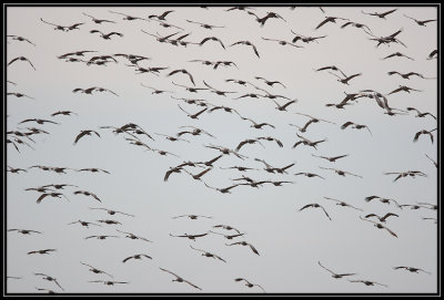 Cranes flying