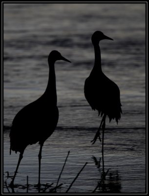 Crane sillhouette