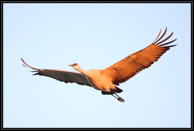 Crane flyby