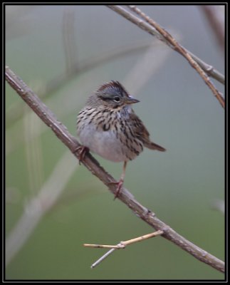 Lincoln's sparrow