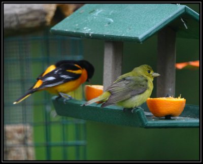 Baltimore oriole / Scarlet tanager