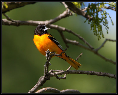 Baltimore oriole