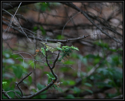 Orange-crowned warbler