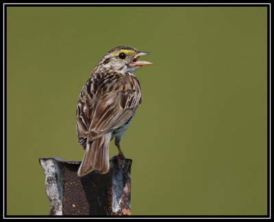 Savannah sparrow