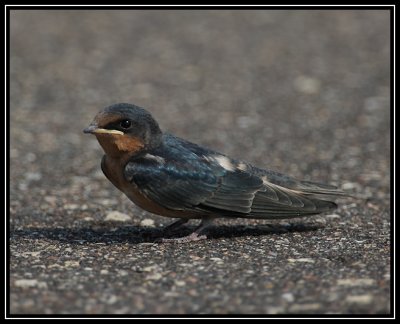 Barn swallow (fledgling)