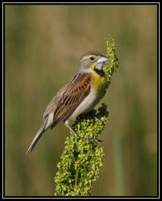 Dickcissel