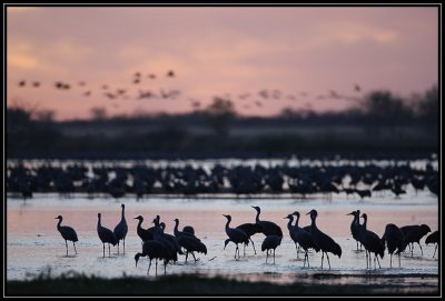 Sunset cranes