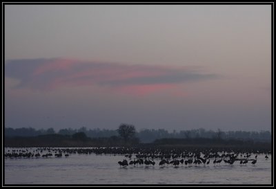 Sunrise cranes