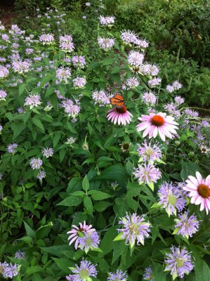 Wild bergamot (monarda)