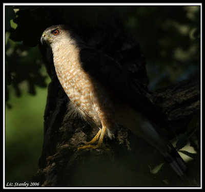 Coopers Hawk