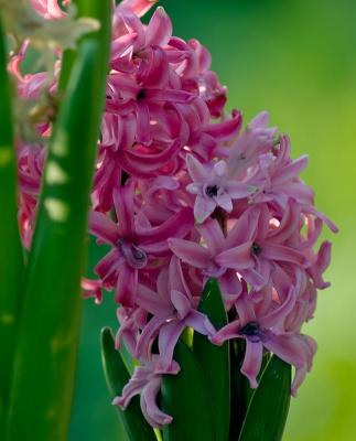 Pink Hyacinth