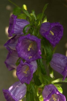 Canterbury Bells