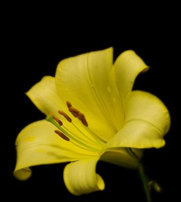 Yellow Lily