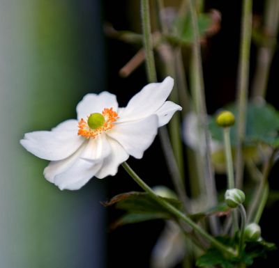 Japanese Anemone