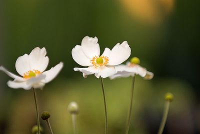 Japanese Anemone