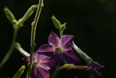 Nicotiana