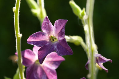 Nicotiana