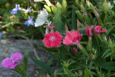 Dianthus