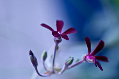Tiny geraniums