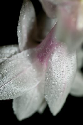 Christmas Cactus