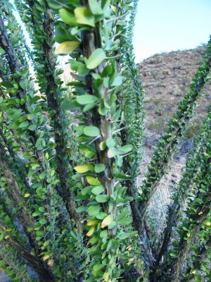 Ocotillo plant