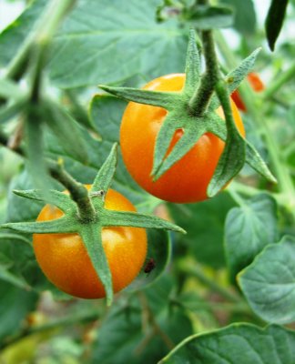 Stekovics Tomatoes