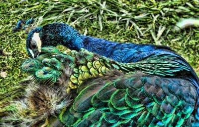 Peacock 9/18