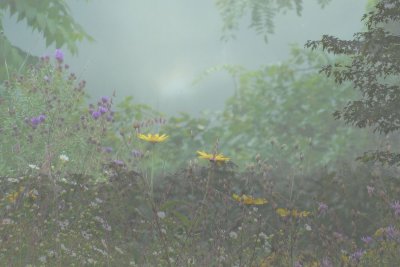 Flowers in the Mist 9/20