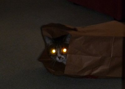 Bag-Lady Cat