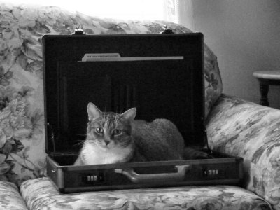 Laptop Cat...26
