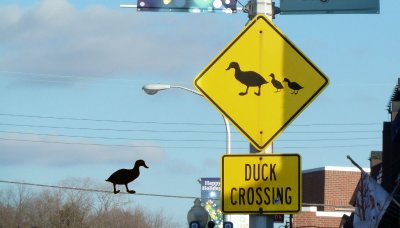 Duck Crossing 22