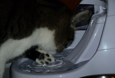 Zippy's back to drinking off her paw March 6