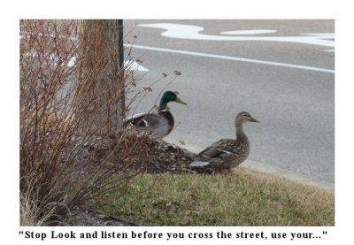 A Little Quacky Humor...March 15