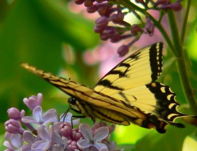 Swallowtail