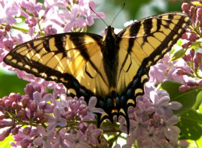 Another shot of the Swallowtail